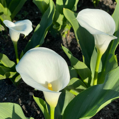 BIO Calla Wit, per stuk