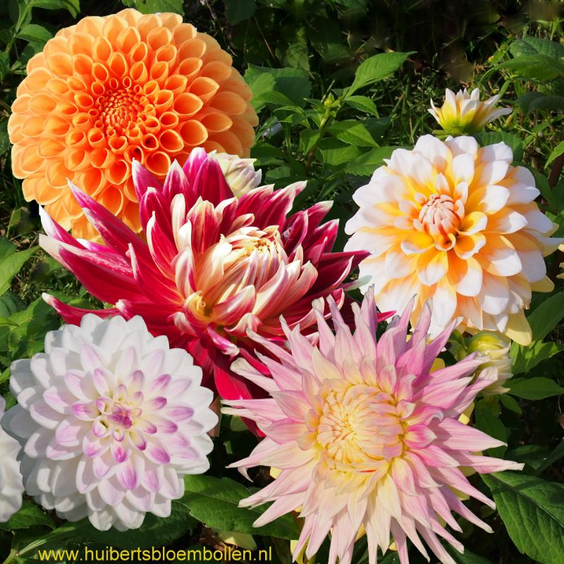 Bio Dahlia Verrassingsmix
