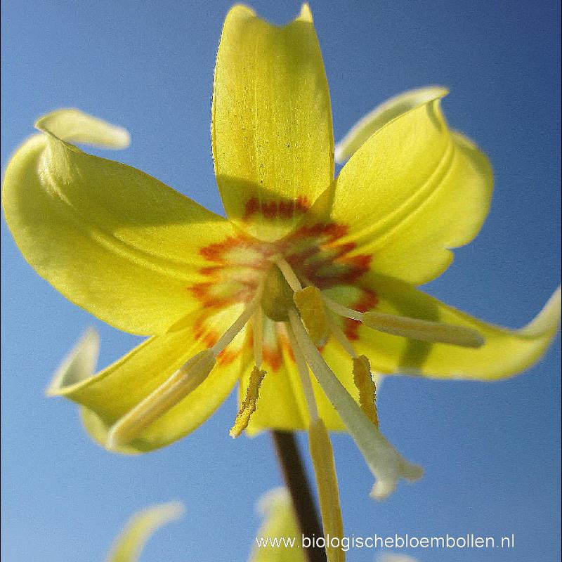 Erythronium Pagoda 5 st. BIO