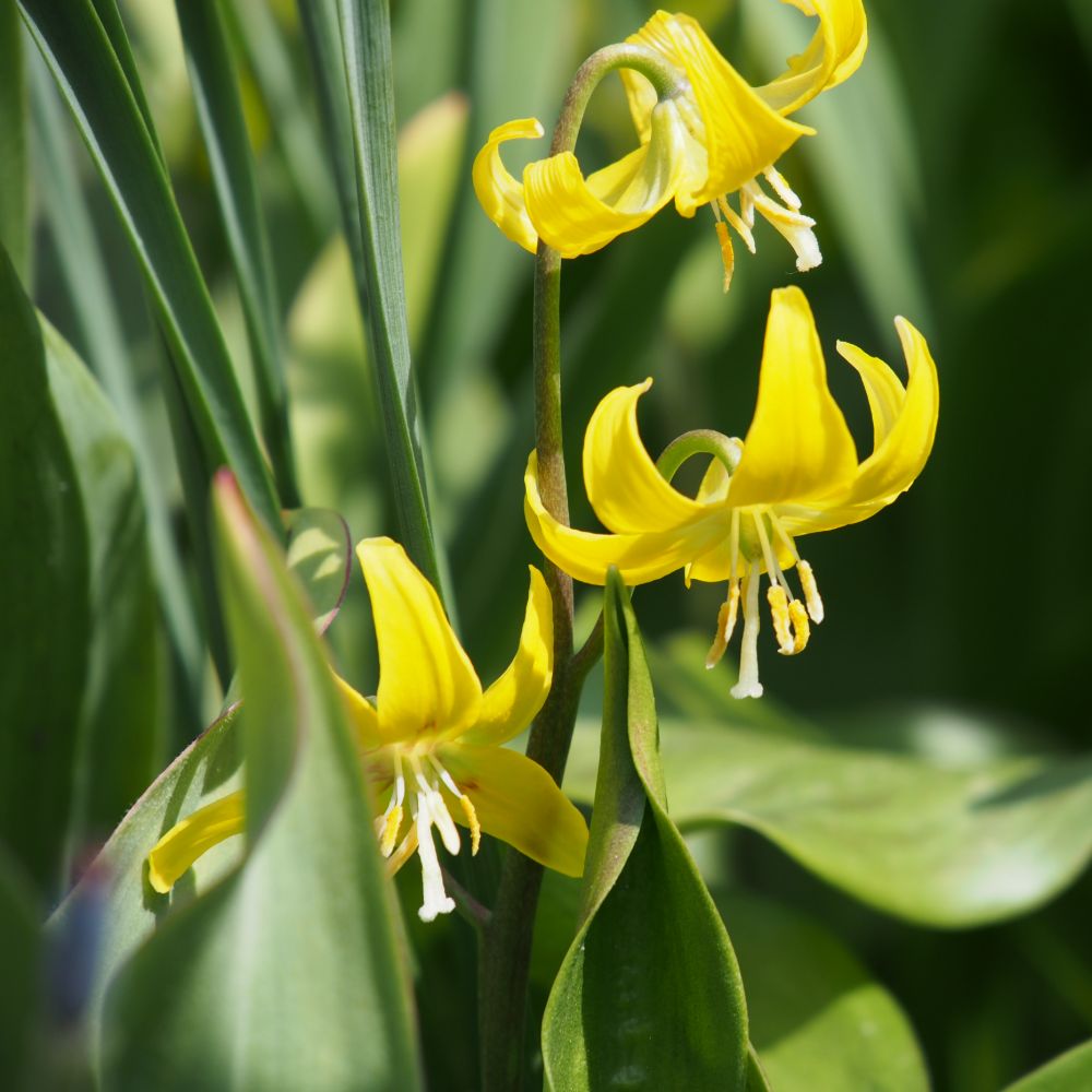 Erythronium Pagoda 5 st. BIO