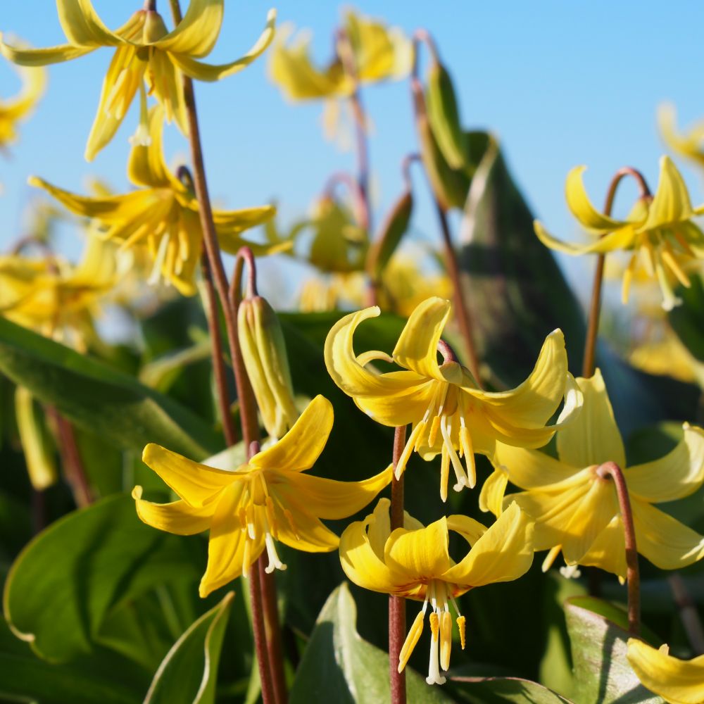 Erythronium Pagoda 5 st. BIO