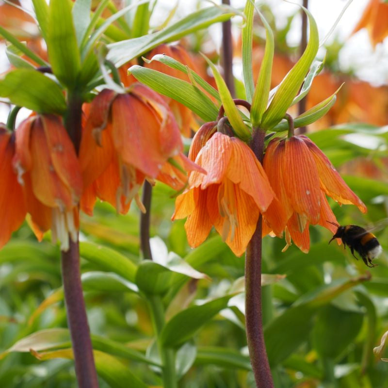 Fritillaria Early Dream per stuk BIO