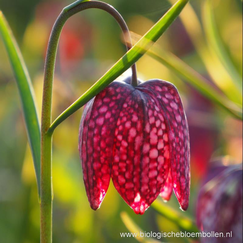 Fritillaria Meleagris 10 st. BIO