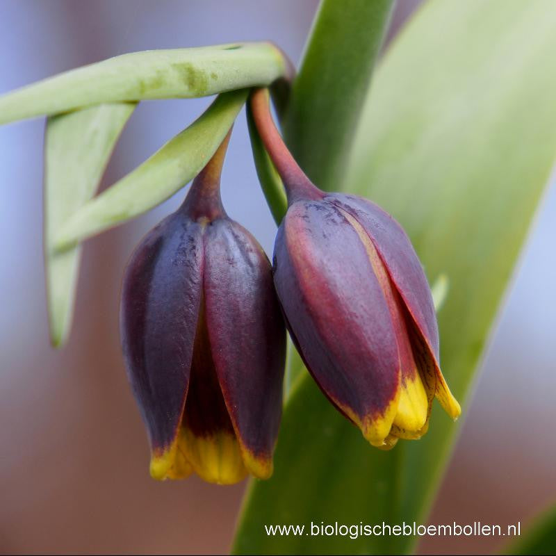 Fritillaria Uva Vulpis 10 st. BIO