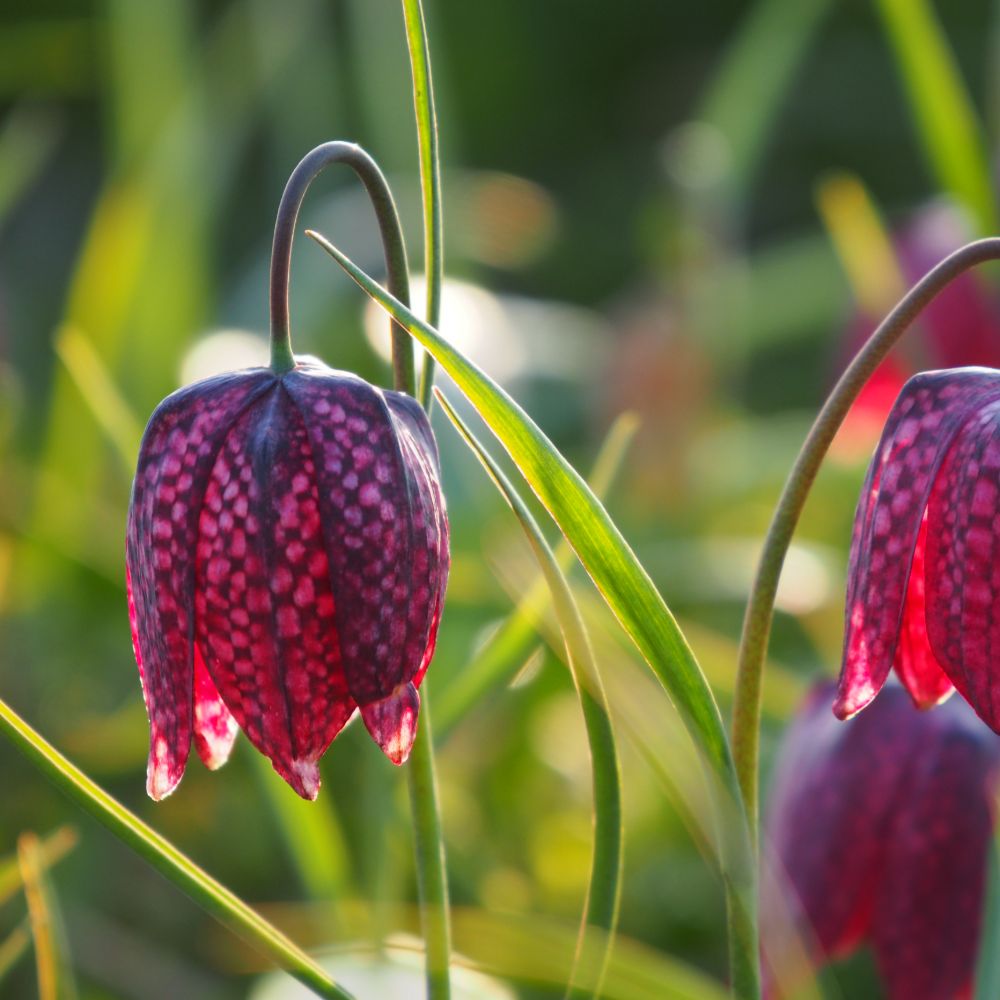 Fritillaria Meleagris 10 st. BIO