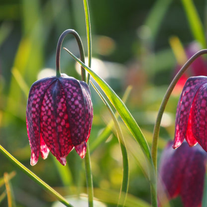 Fritillaria Meleagris 10 st. BIO