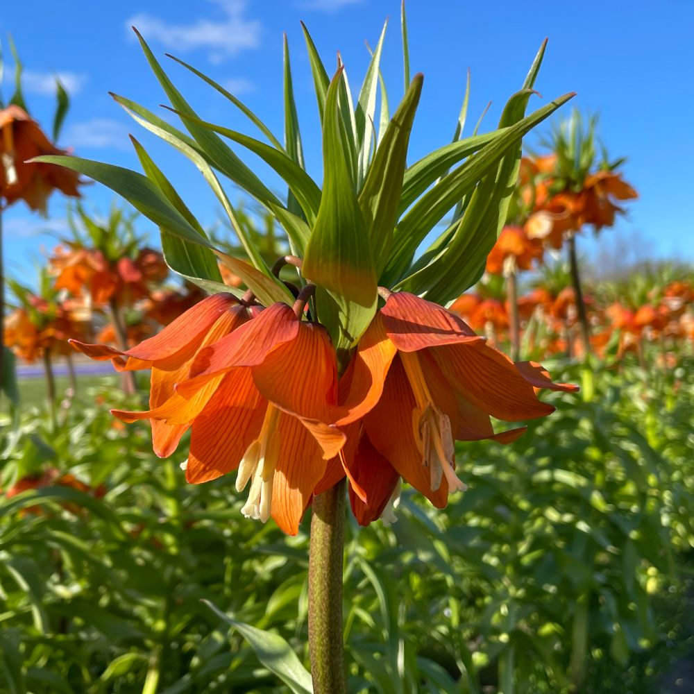 Fritillaria Sunrise per stuk. BIO