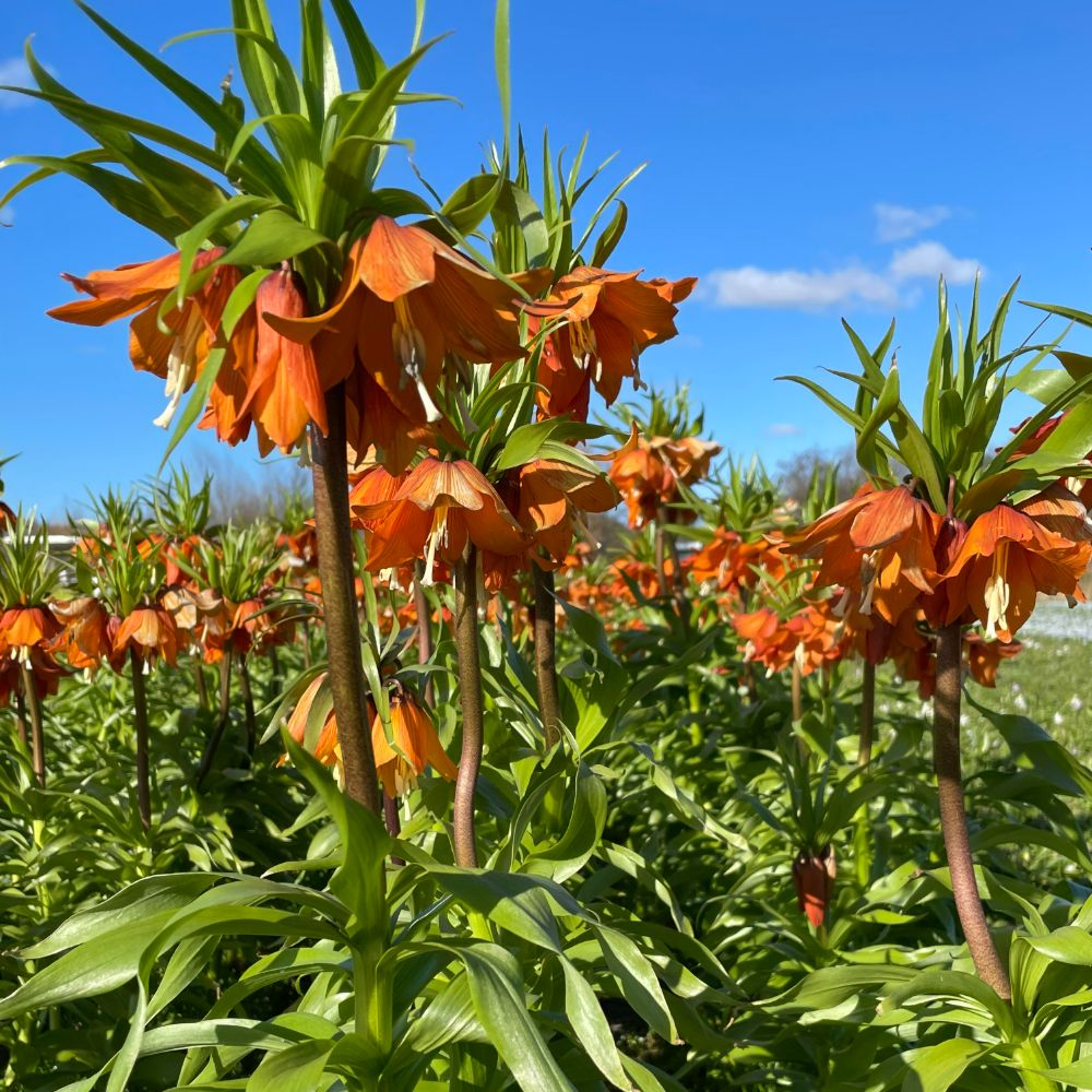 Fritillaria Sunrise per stuk. BIO