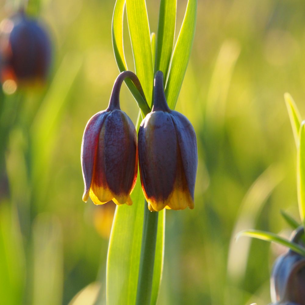 Fritillaria Uva Vulpis 10 st. BIO