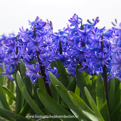 Hyacint Blauw 5 st. BIO