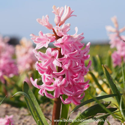 Hyacint Roze 5 st. BIO