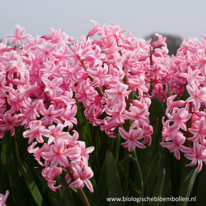 Hyacint Roze 5 st. BIO