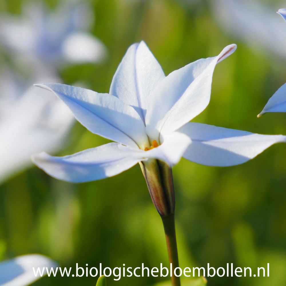 Ipheion Wisley Blue 10 st. BIO