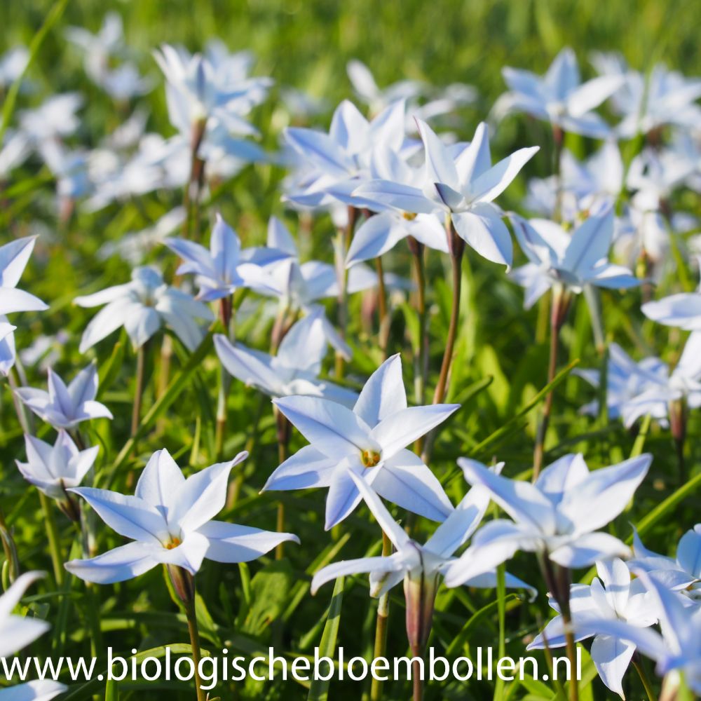 Ipheion Wisley Blue 10 st. BIO