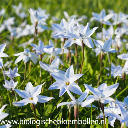 Ipheion Wisley Blue 10 st. BIO