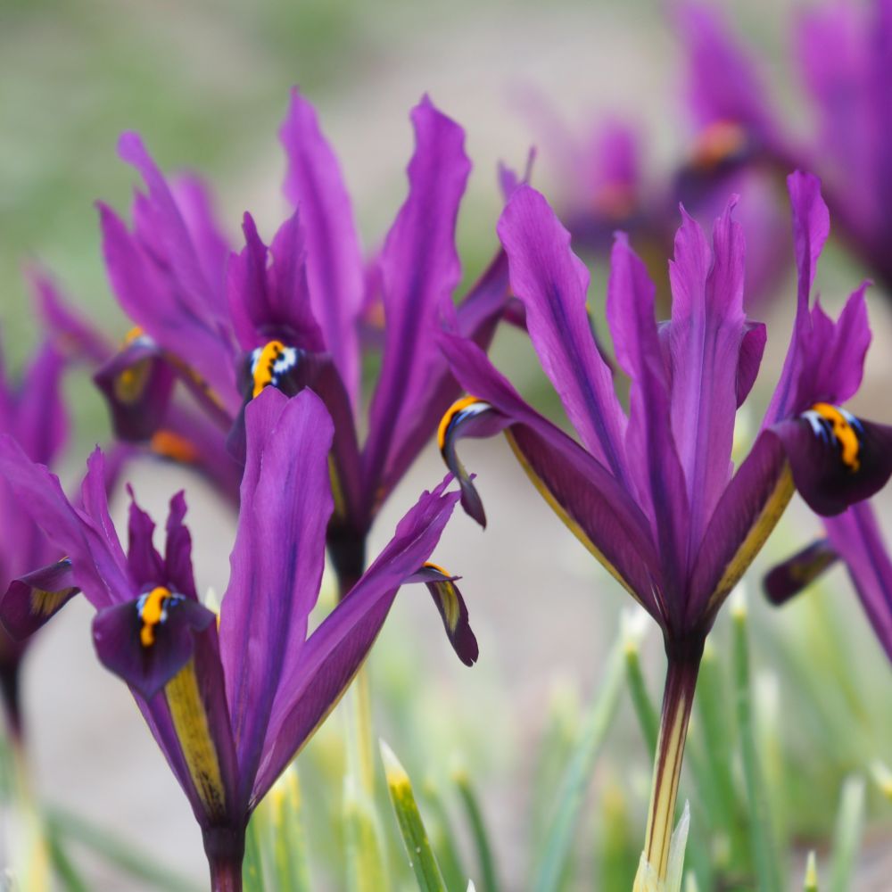 Iris J.S. Dijt 10 st. BIO