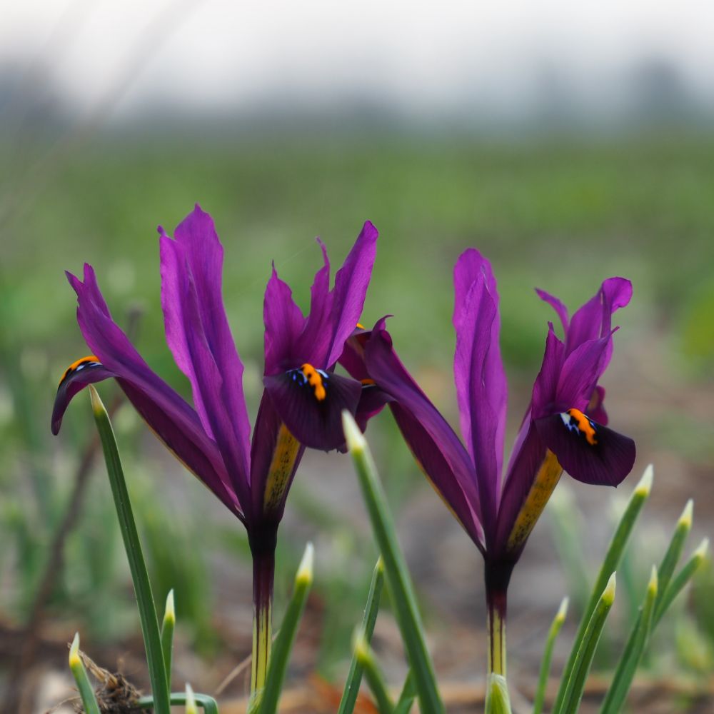 Iris J.S. Dijt 10 st. BIO