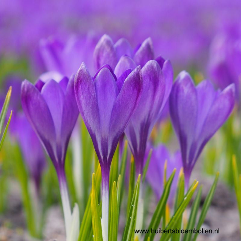 Krokus Barr&