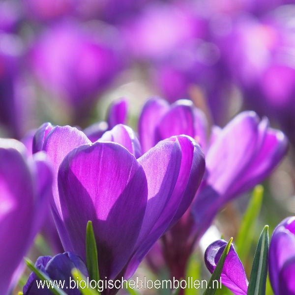 Krokus Flower Record 10 st. BIO