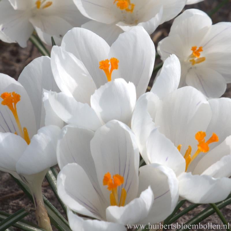 Krokus Jeanne d&