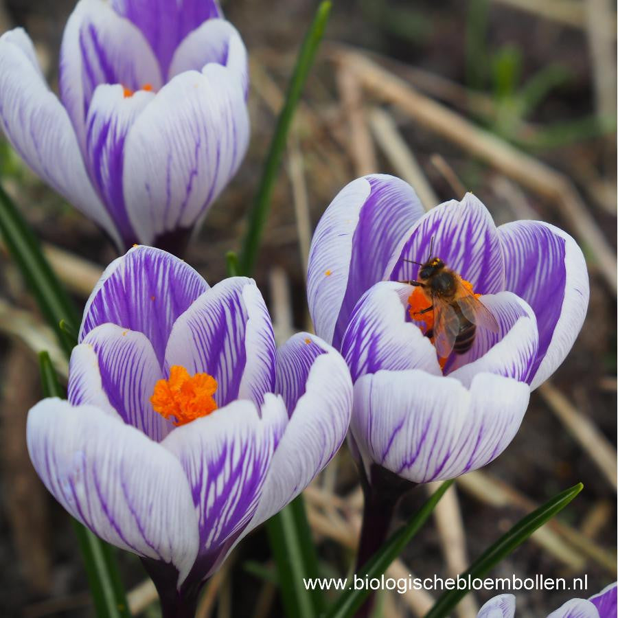 Krokus King of the Striped 10 st. BIO