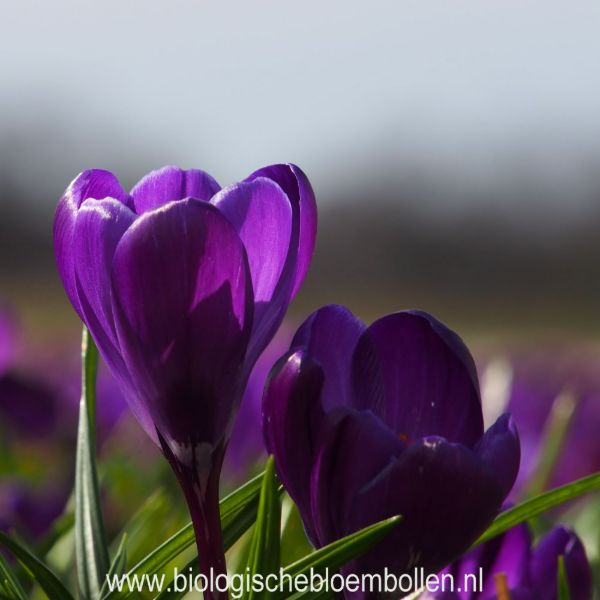 Krokus Flower Record 10 st. BIO