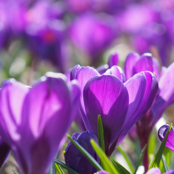 Krokus Flower Record 10 st. BIO