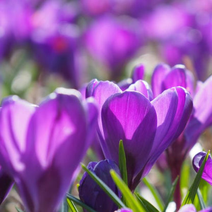 Krokus Flower Record 10 st. BIO