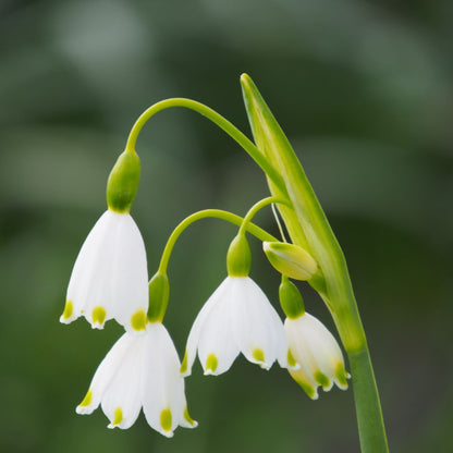 Leucojum Aestivum Gravetye Giant 5 st. BIO