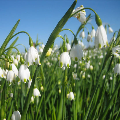 Leucojum Aestivum Gravetye Giant 5 st. BIO