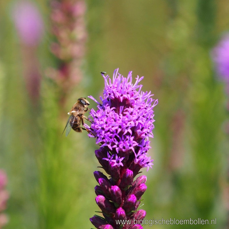 Liatris Spicata 7 st.- BIO