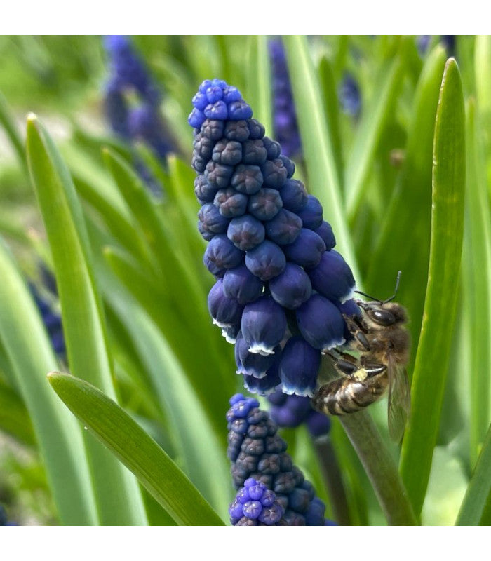 Muscari Joyce Spirit 10 st. BIO