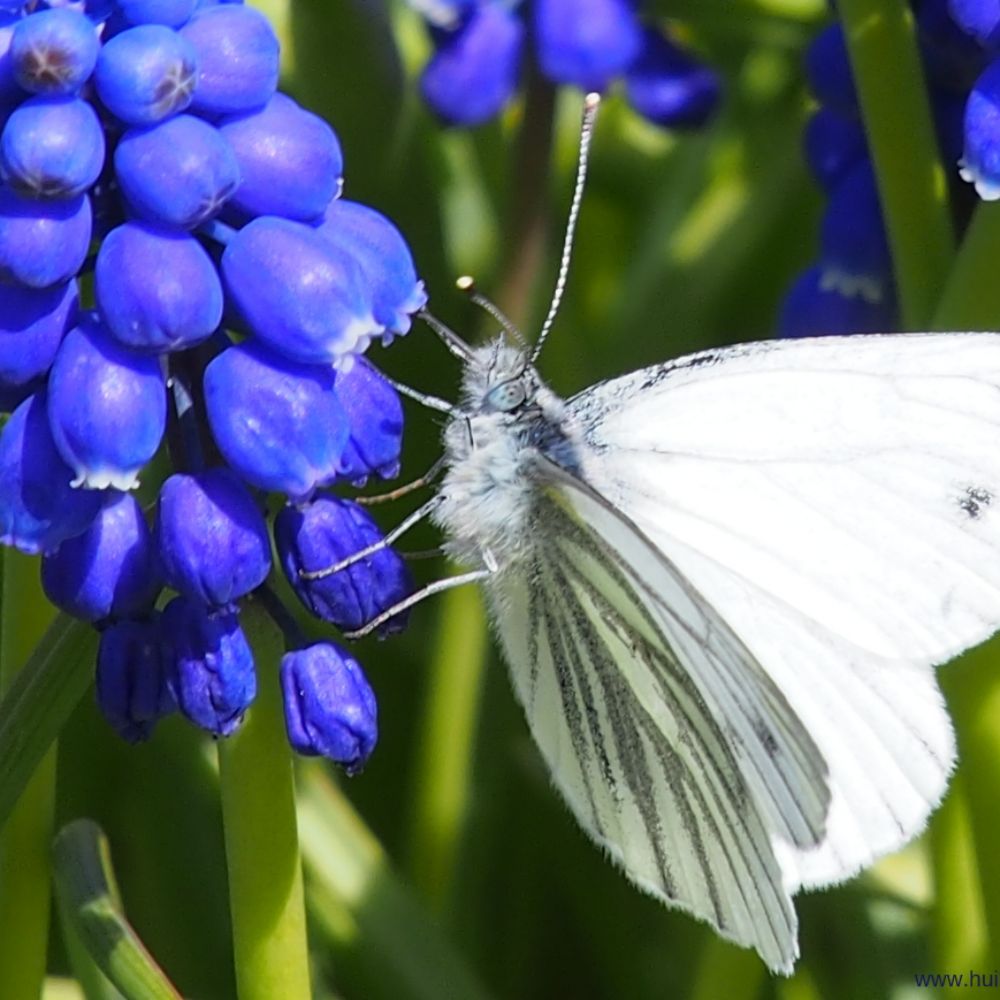 Muscari Armeniacum 10 st. BIO