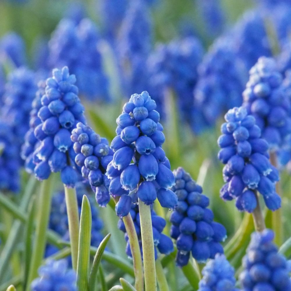 Muscari Armeniacum 10 st. BIO