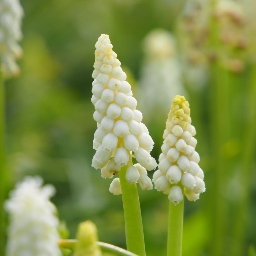 Muscari Casablanca 10 st. BIO