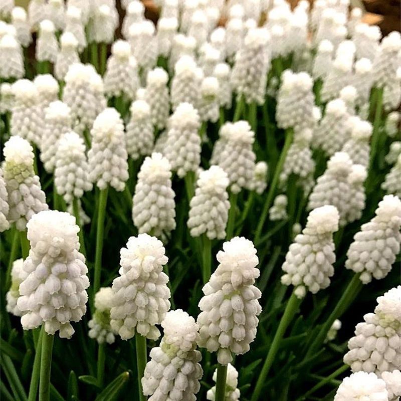 Muscari Casablanca 10 st. BIO