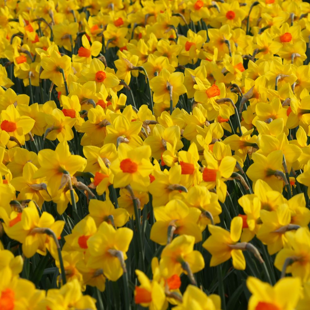 Narcissus Brackenhurst 10 st. BIO