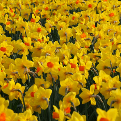 Narcissus Brackenhurst 10 st. BIO