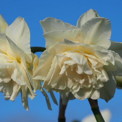 Narcissus Calgary 10 st. BIO