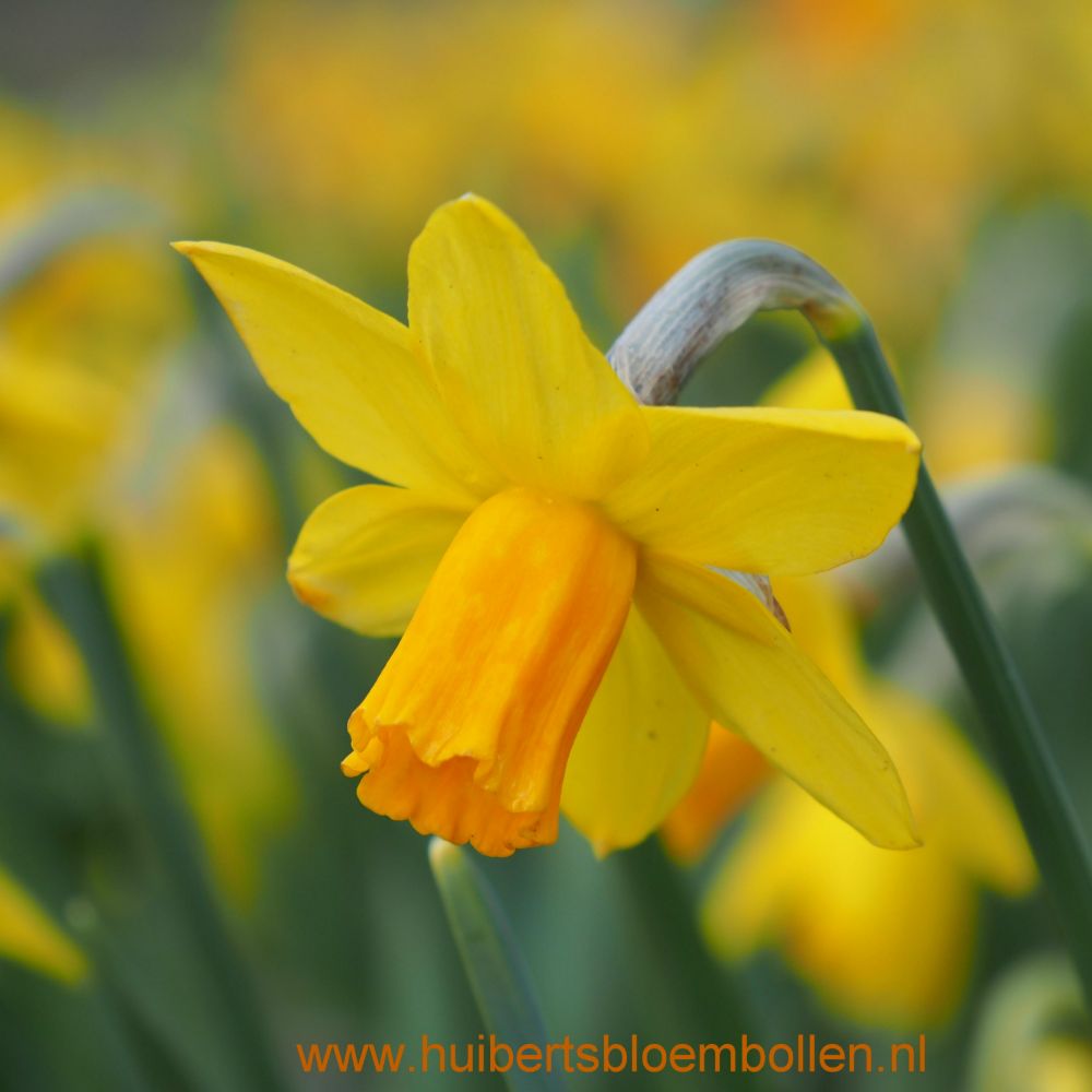 Narcissus Jetfire 10 st. BIO