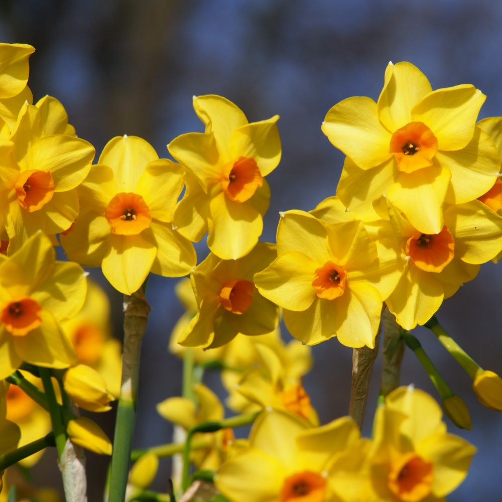 Narcissus Martinette 10 st. BIO