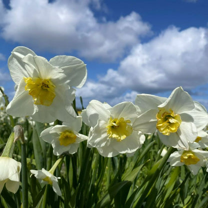 Narcissus Papillon Blanc 10 st. BIO