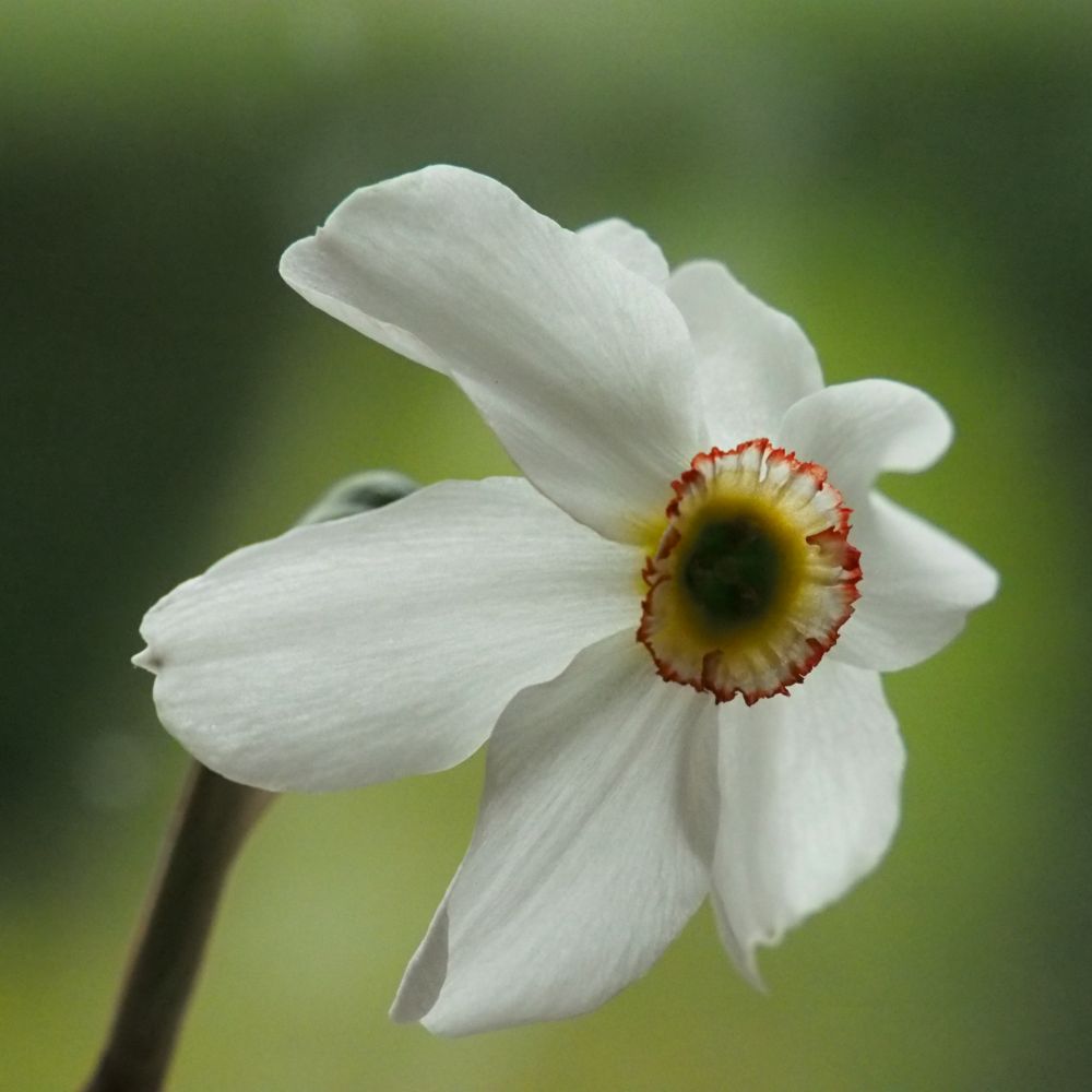 Narcissus Poeticus var Recurvus 10 st. BIO