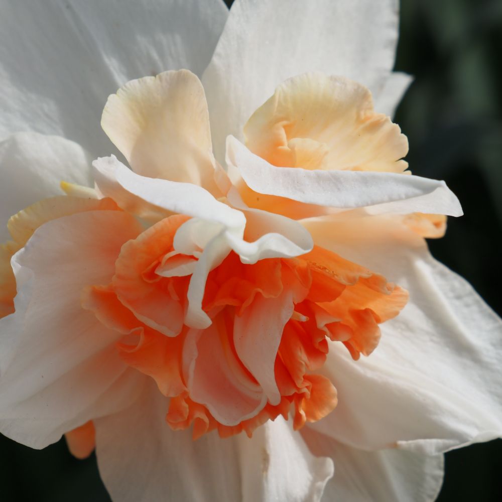 Narcissus Replete 10 st. BIO
