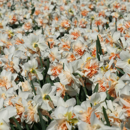 Narcissus Replete 10 st. BIO