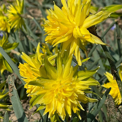 Narcissus Rip van Winkle 10 st. BIO