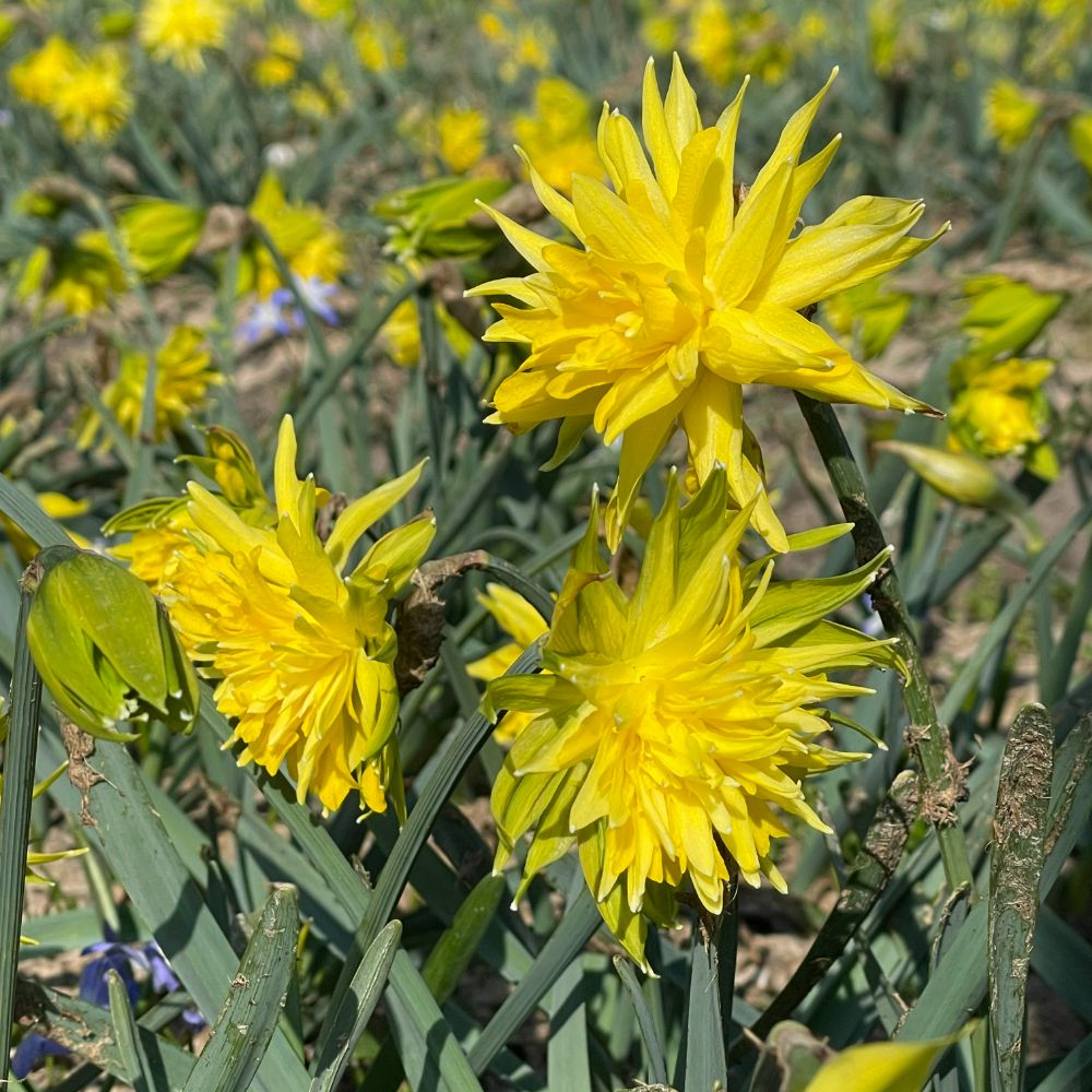 Narcissus Rip van Winkle 10 st. BIO