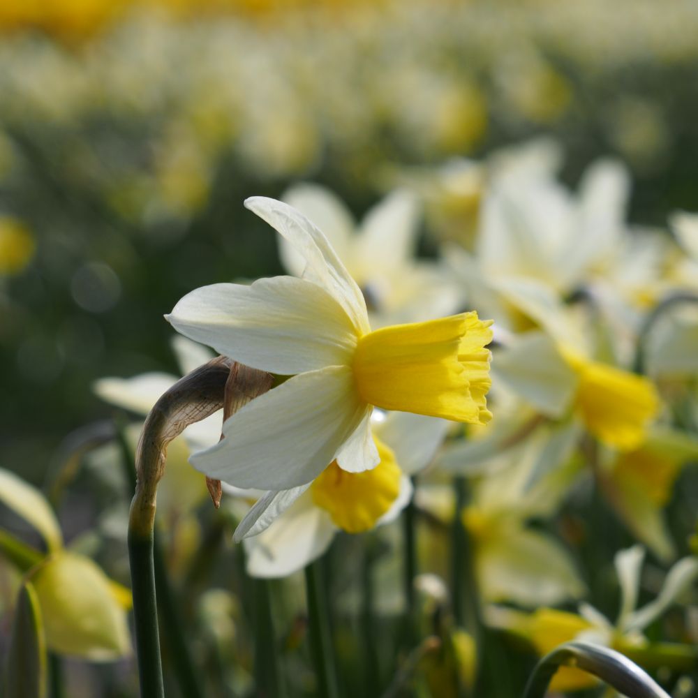 Narcissus Sailboat 10 st. BIO