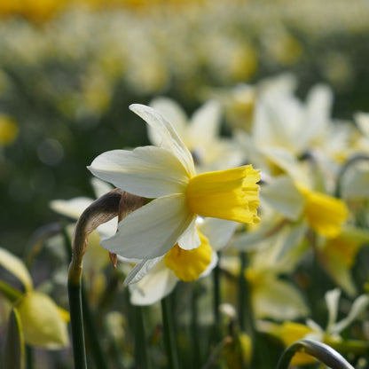 Narcissus Sailboat 10 st. BIO