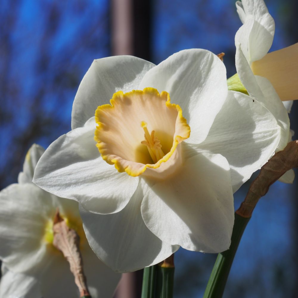 Narcissus Salomé 10 st. BIO